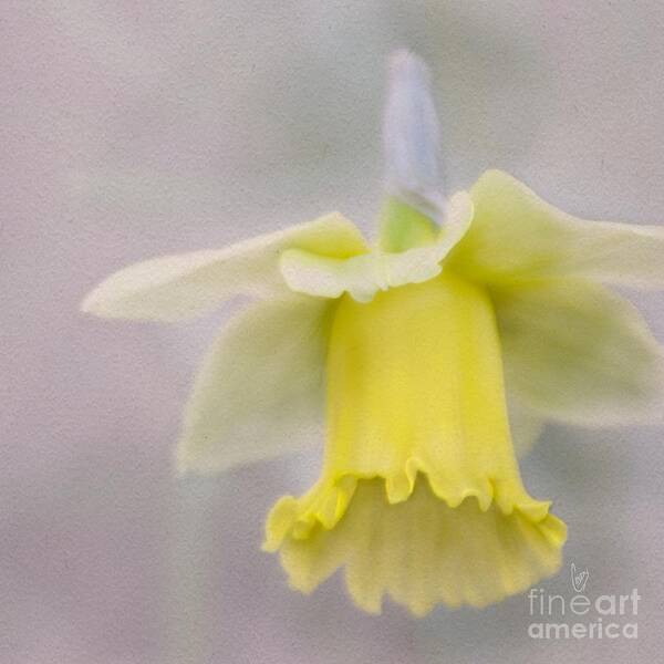 Daffodil Poster featuring the photograph Harbinger of Spring by Cindy Garber Iverson
