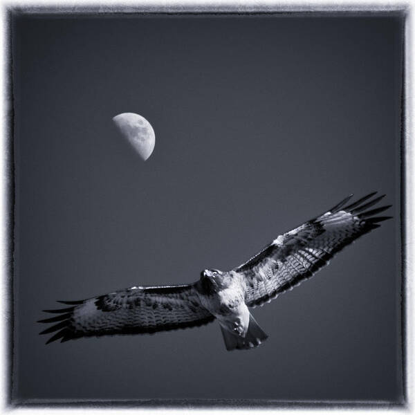 Hawk Poster featuring the photograph Hawk Soaring High by Lawrence Knutsson