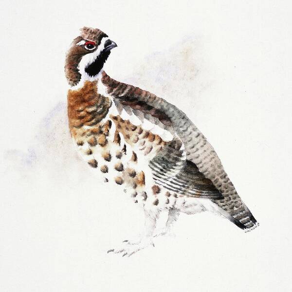 Hazel Grouse Poster featuring the painting Hazel Grouse by Attila Meszlenyi