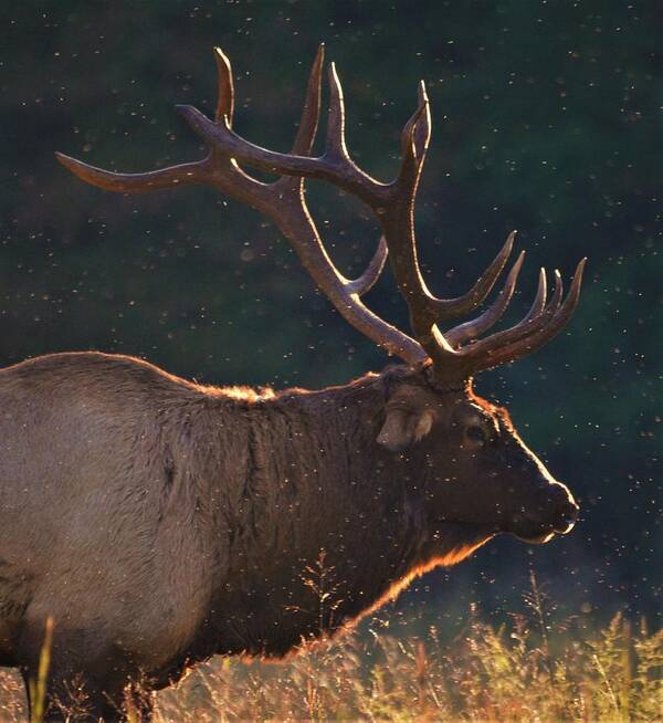 Elk In The Fall Poster featuring the photograph Head of the herd by Chuck Brown