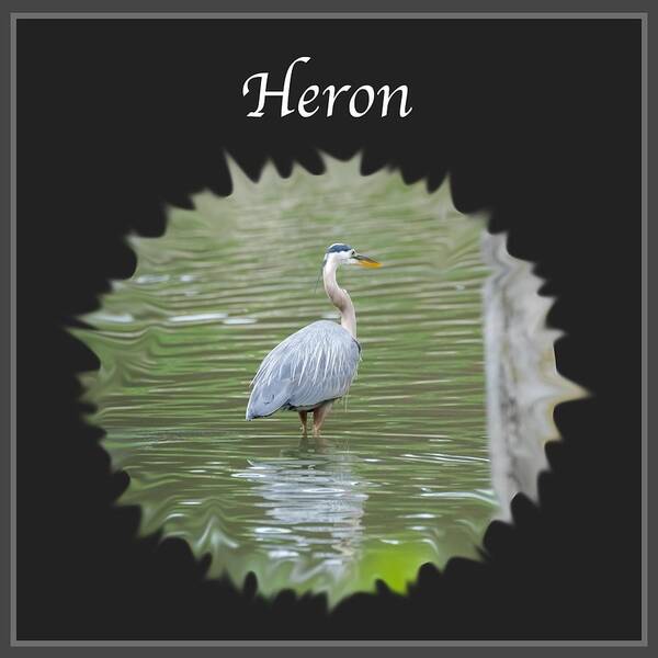 Heron Poster featuring the photograph Heron by Holden The Moment