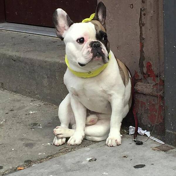 Bulldog Poster featuring the photograph Hey, #bulldog! #harlem #nycdogs #nyclife by Gina Callaghan