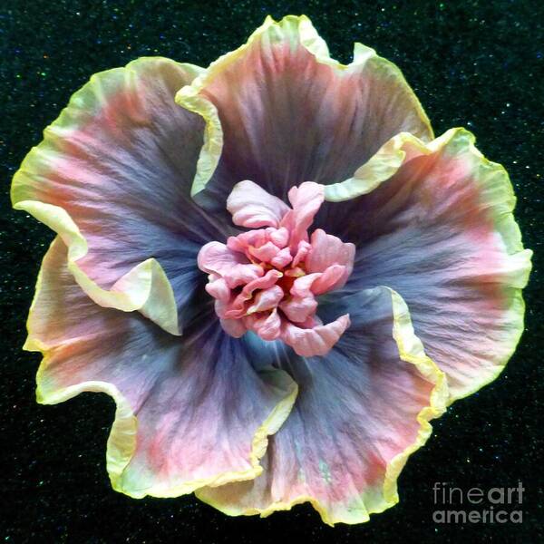 Hibiscus Poster featuring the photograph Hibiscus 9 by Barbie Corbett-Newmin