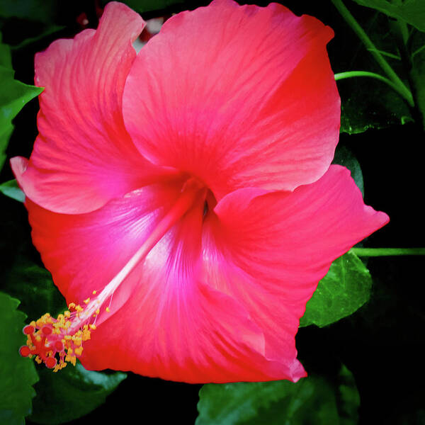 Pink Flower Poster featuring the photograph Hibiscus Blossom by Tony Grider