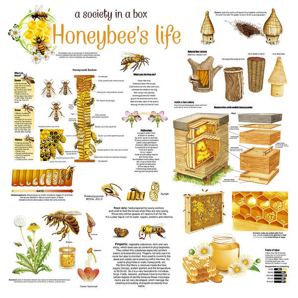 Honey Poster featuring the drawing Honey Bees Infographic by Gina Dsgn