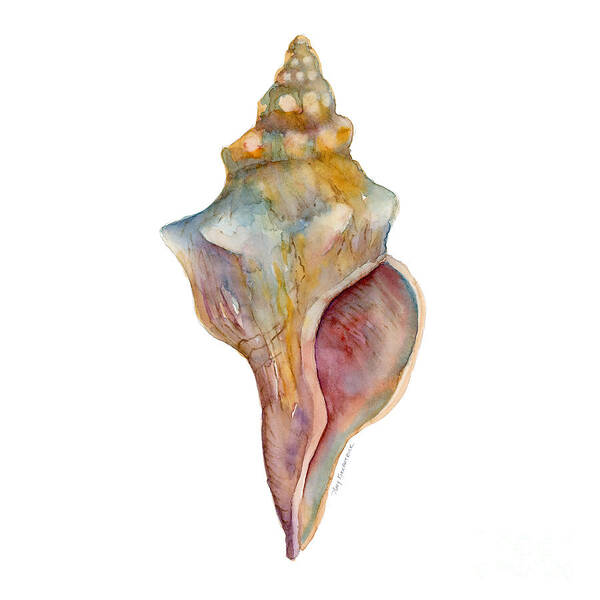 Conch Shell Painting Poster featuring the painting Horse Conch Shell by Amy Kirkpatrick