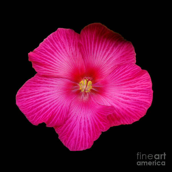 Hibiscus Poster featuring the photograph Hot Pink Hibiscus by Sue Melvin
