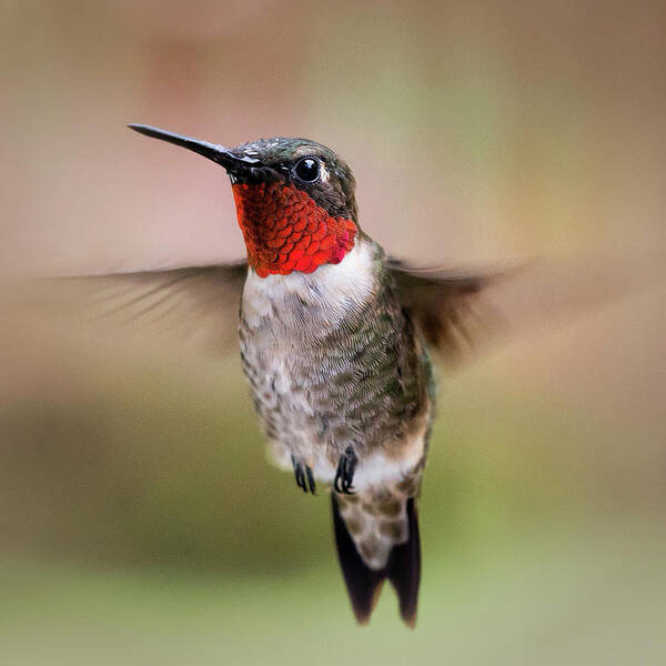 Hummingbird Poster featuring the photograph Hovering I by Richard Macquade