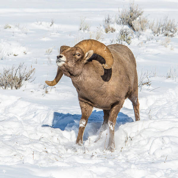 Big-horn Sheep Poster featuring the photograph How About A Little Kiss by Yeates Photography