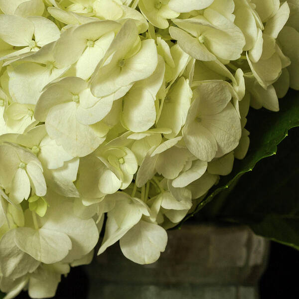 Hydrangea Poster featuring the photograph Hydrangea by Cheryl Day