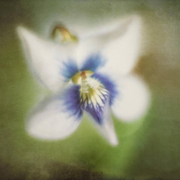 Flower Poster featuring the photograph Impressions of Spring by Scott Norris