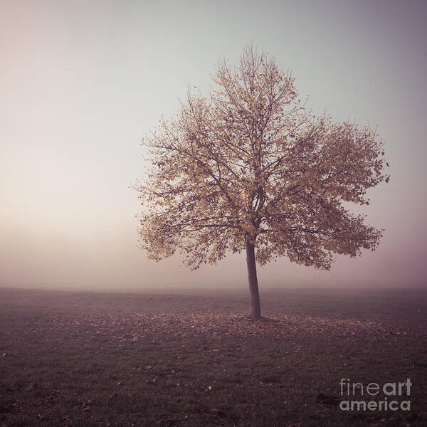 1x1 Poster featuring the photograph In The Mood For Fall by Hannes Cmarits