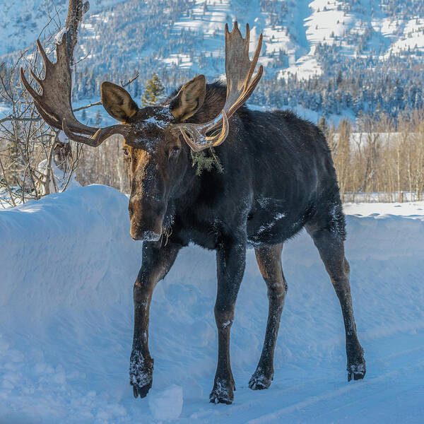 Bull Moose Poster featuring the photograph In The Moose Lane by Yeates Photography