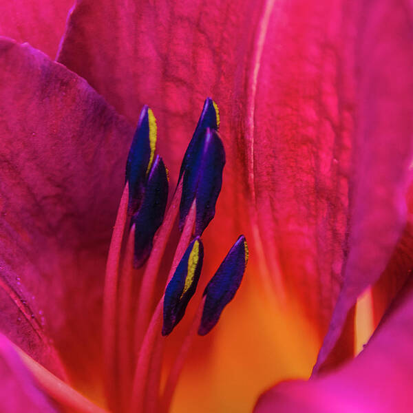 Lily Poster featuring the photograph Inner Lily Macro by Julie Palencia