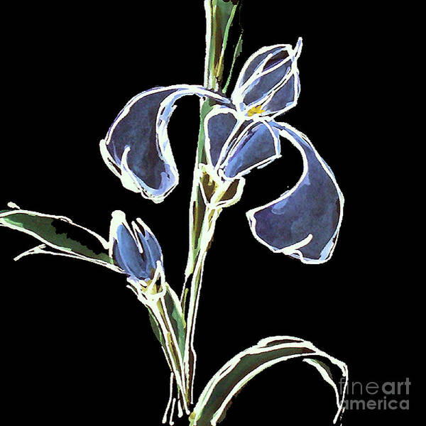 Original Watercolors Poster featuring the painting Iris-Blue by Chris Paschke