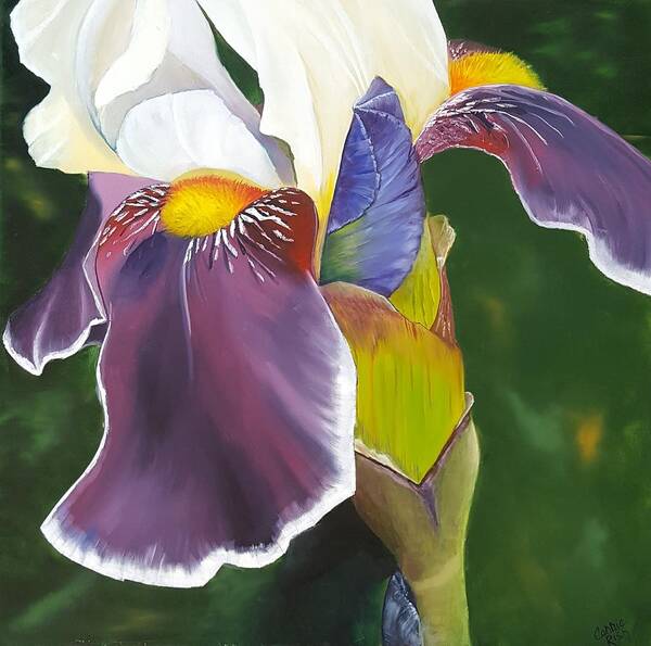 Iris Poster featuring the painting Iris Bud and Spathe by Connie Rish