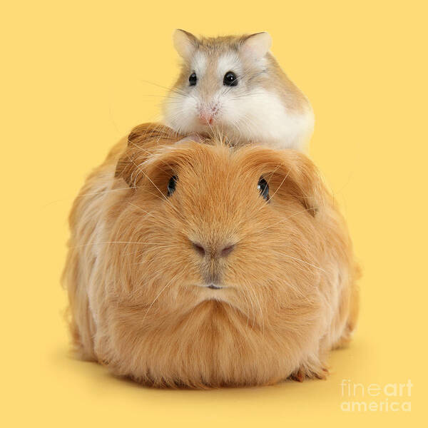 Roborovski Hamster Poster featuring the photograph It's a Guinea wig by Warren Photographic