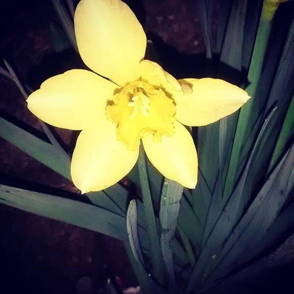 Instaart Poster featuring the photograph Jonquil At Night. #daffodil by Genevieve Esson