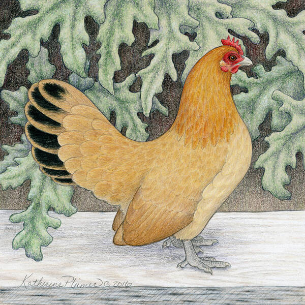 Chicken Poster featuring the drawing Jordan's Marigold by Katherine Plumer