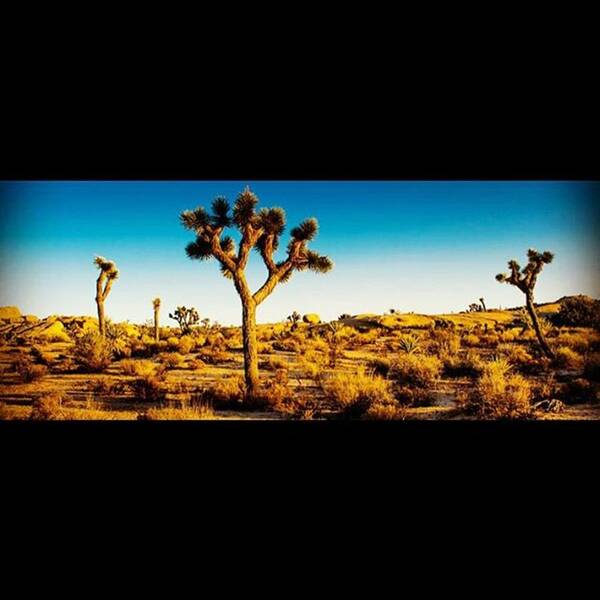 Joshuatree Poster featuring the photograph Joshua Tree Panoramic. #california by Alex Snay