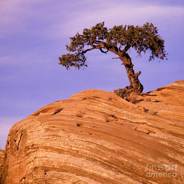 Juniper Tree Poster featuring the photograph Juniper On Sandstone by Len Rue Jr.