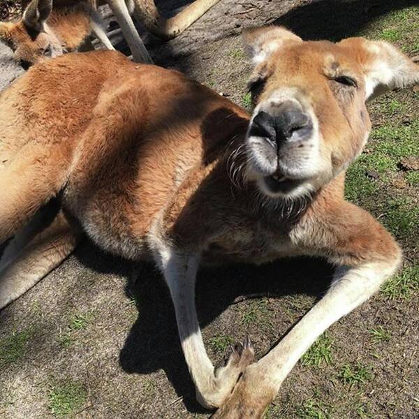 Perth Poster featuring the photograph #kangaroo #funnyface #whataface #animal by Summer Maeda
