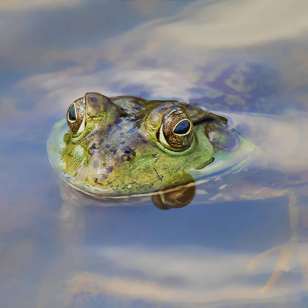 Amphibian Poster featuring the photograph Kermie by Bill and Linda Tiepelman