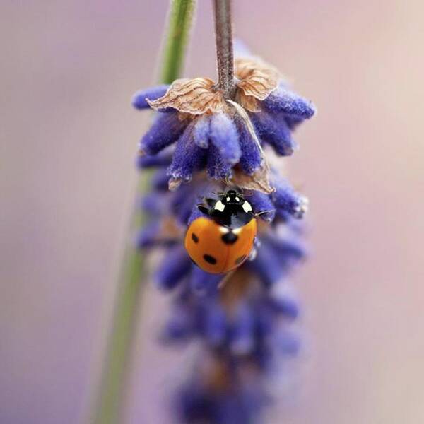 Ladybug Poster featuring the photograph Ladybird On Norfolk Lavender 
#norfolk by John Edwards