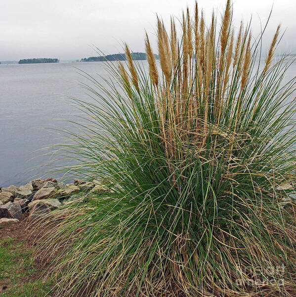 Scenic Tours Poster featuring the photograph Lake Side Grass by Skip Willits