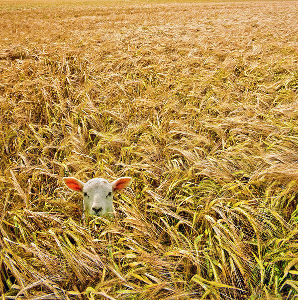 Sheep Poster featuring the photograph Lamb With Barley by Meirion Matthias