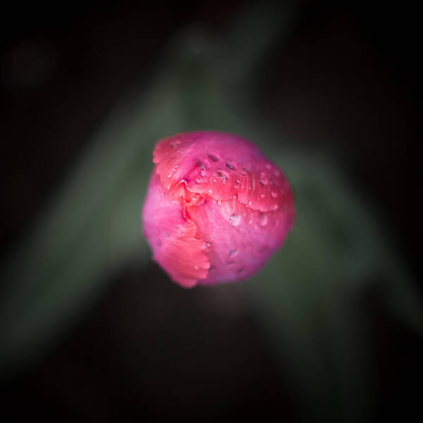 Awakening Poster featuring the photograph Late May 7 pink tulip by Jakub Sisak