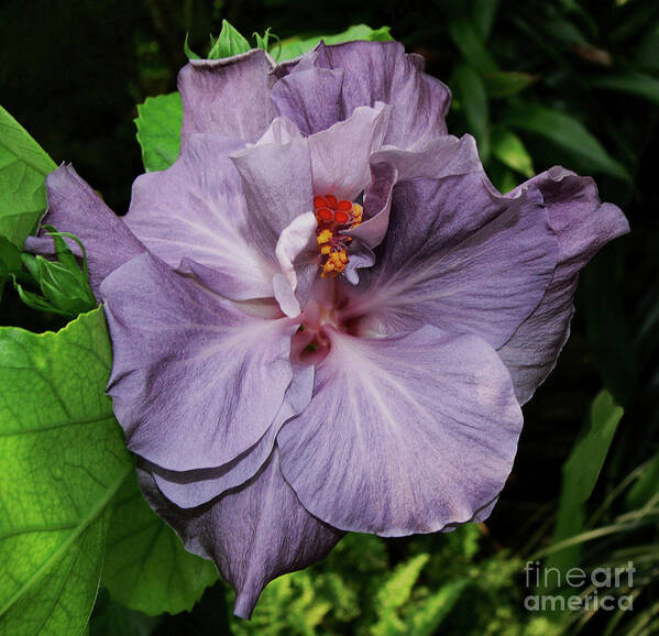 Hibiscus Poster featuring the photograph Lavender by Doug Norkum