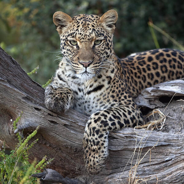 Mp Poster featuring the photograph Leopard Panthera Pardus Resting by Sergey Gorshkov