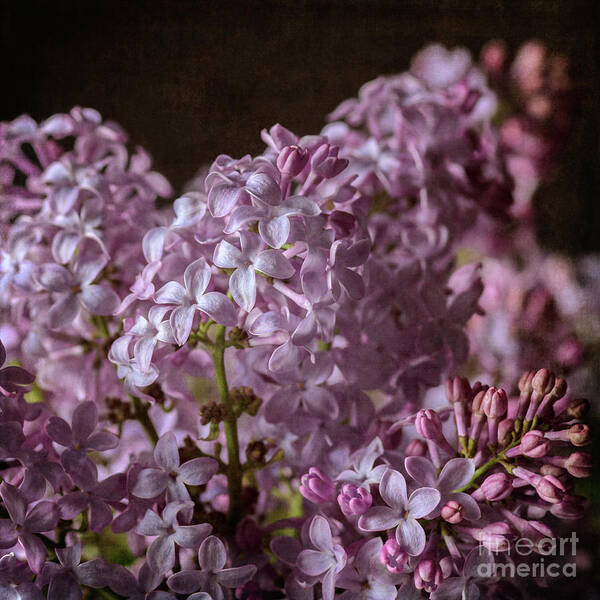 Lilacs Poster featuring the photograph Lilac Bouquet III by Tamara Becker