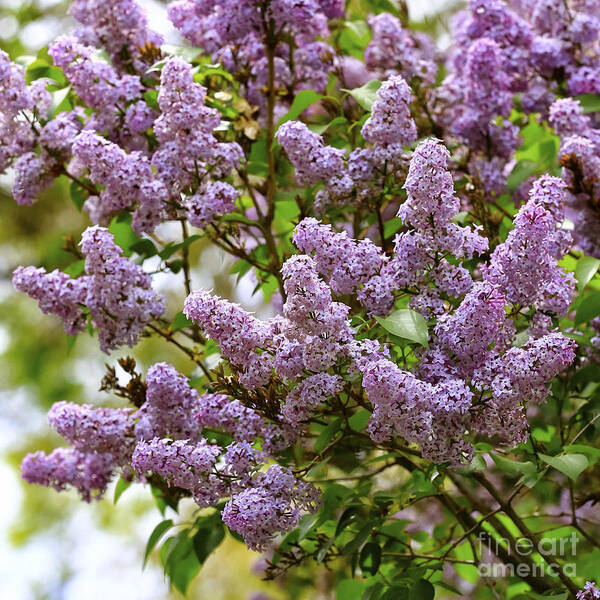 Spring Poster featuring the photograph Lilac Love by Carol Groenen
