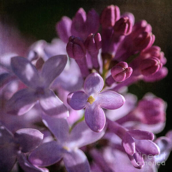 Lilacs Poster featuring the photograph Lilacs by Tamara Becker