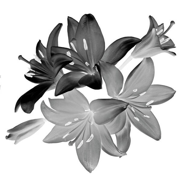 Flowers Poster featuring the photograph Lily I Black and White by Lily Malor