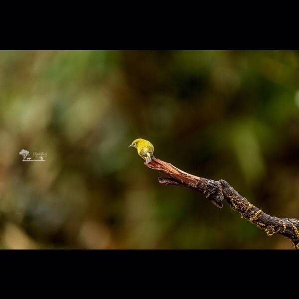 Birdsplanet Poster featuring the photograph Living On The Edge

#white_eye #birds by Nayan Hazra