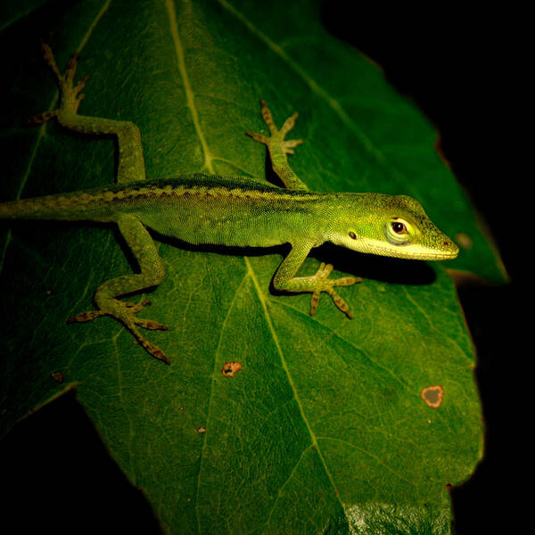  Poster featuring the photograph Lizard 5 by David Weeks