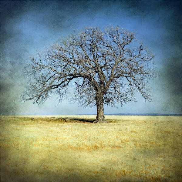 Aged Poster featuring the photograph Lone Tree by Mike Irwin