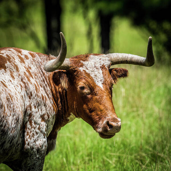 Long Horn Steer Poster featuring the photograph Long Horned Steer by Paul Freidlund