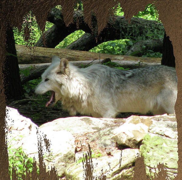 Look From The Den Poster featuring the photograph Look From The Den by Debra   Vatalaro