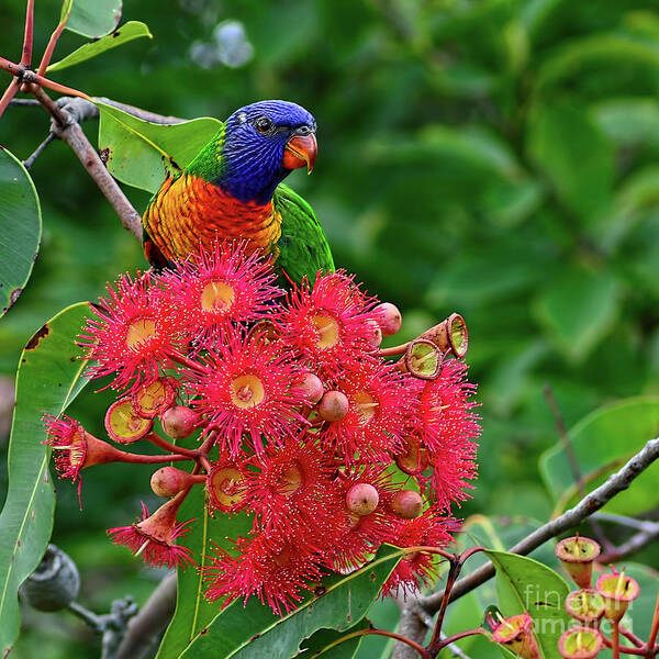 Photography Poster featuring the photograph Lorikeet and Gum Nut Blossoms by Kaye Menner by Kaye Menner