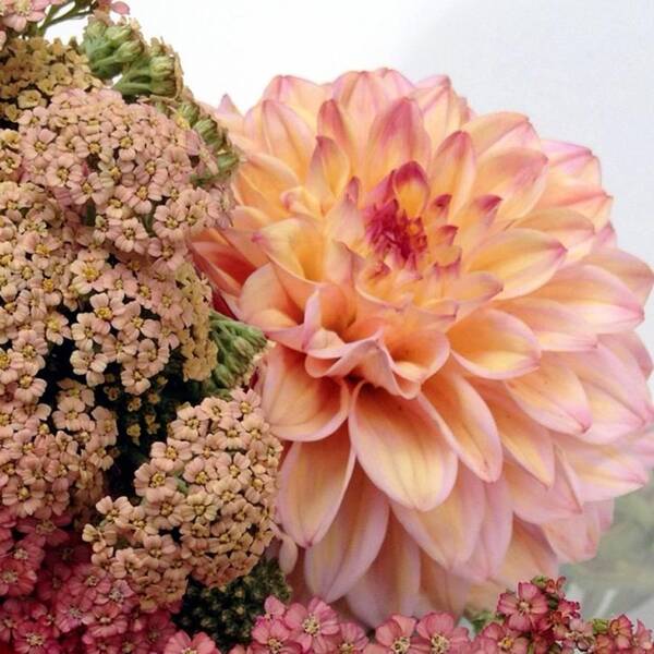 Flowers Poster featuring the photograph Dahlia Flower Bouquet by Blenda Studio
