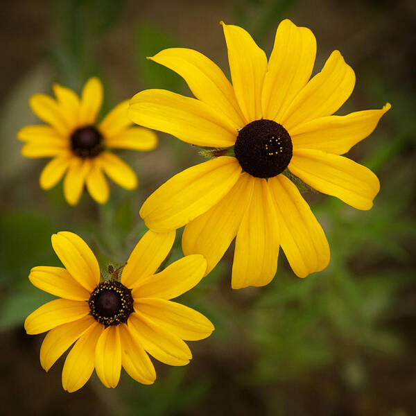 Flowers Poster featuring the photograph Lovely Black Eyed Susans by Dorothy Lee