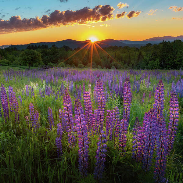 Square Poster featuring the photograph Lupine Lumination Square by Bill Wakeley
