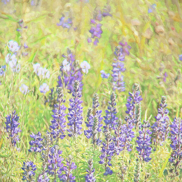 Wildflower Poster featuring the photograph Lupine Wildflowers Montana by Jennie Marie Schell