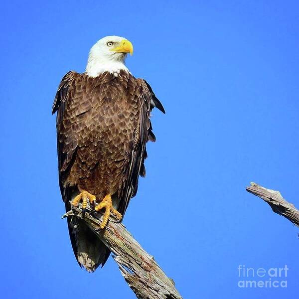 Bald Eagle Poster featuring the photograph M15 proud by Liz Grindstaff