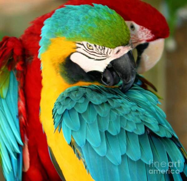 Macaw Poster featuring the photograph Macaws at Jungle Gardens XX by Sheryl Unwin