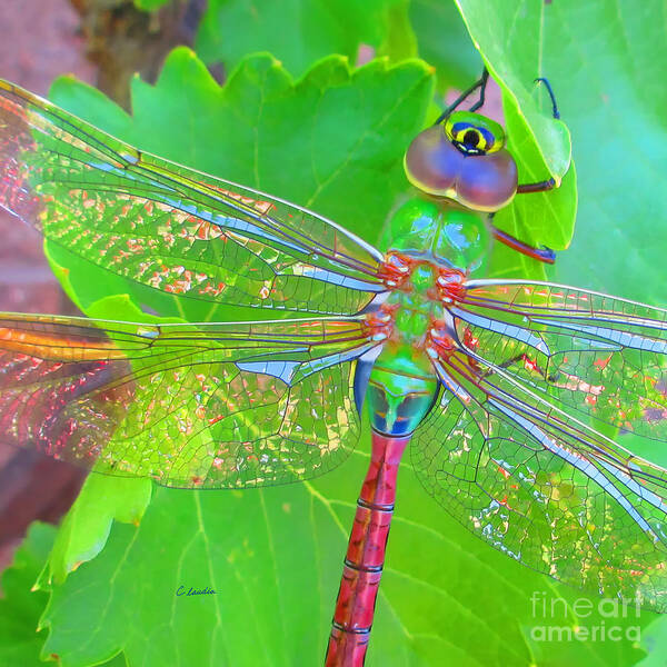 Claudia's Art Dream Poster featuring the photograph Magnificent Dragonfly - Square Macro by Claudia Ellis